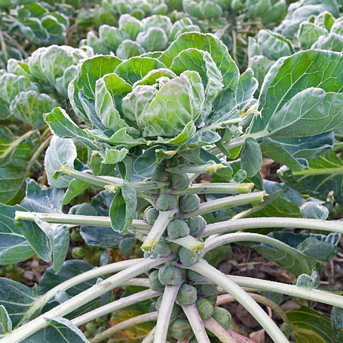 The Time is Right for Brussel Sprouts